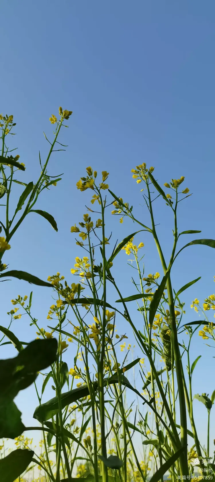 大同市花🌸黄花